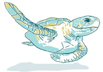 sea turtle